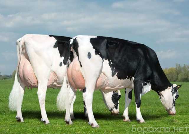 Предложение: Молочная ферма, 2т молока в день с налаж