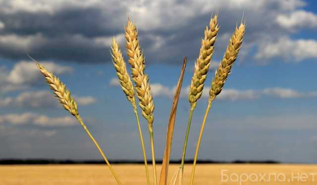 Продам: Семена оз пшеницы среднеспелый сорт Гром