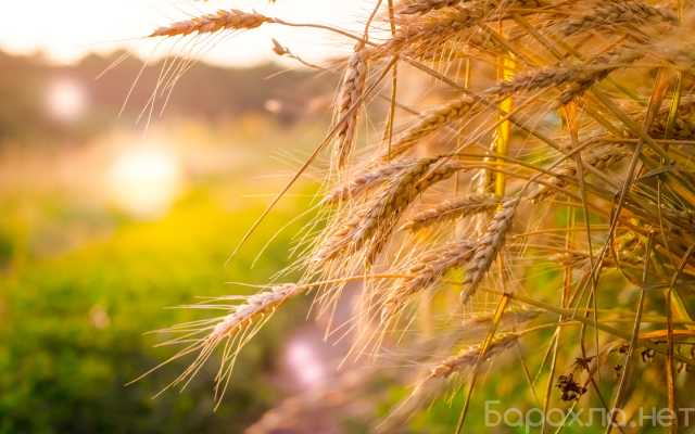 Продам: Семена оз пшеницы среднепоздний сорт Юка
