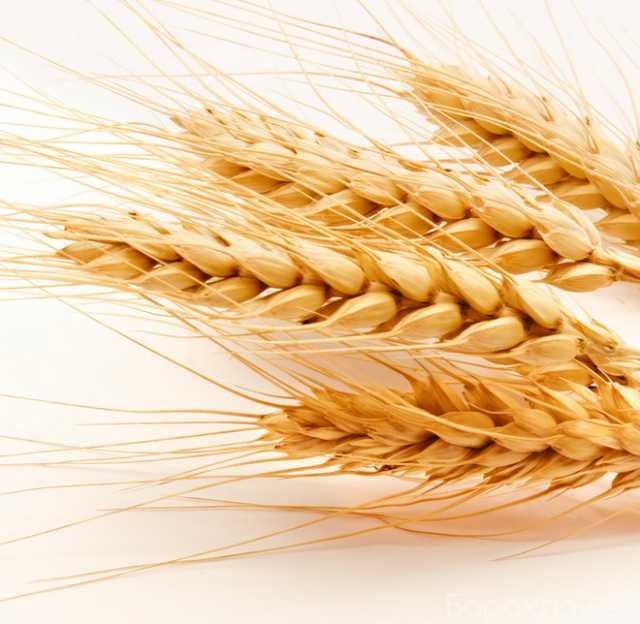 Продам: Семена озимой пшеницы сорт Еланчик