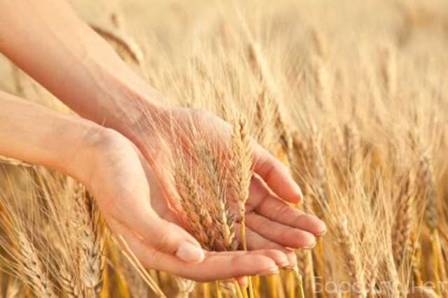 Продам: Семена озимой пшеницы сорт Ахмат