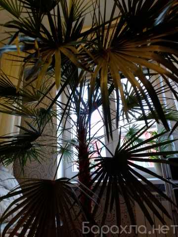 Продам: Большая пальма