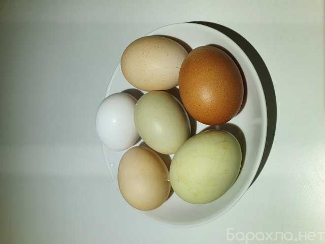 Продам: Куриные яйца