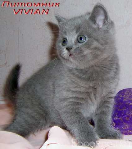 Продам: Британские клубные голубые котята из пит