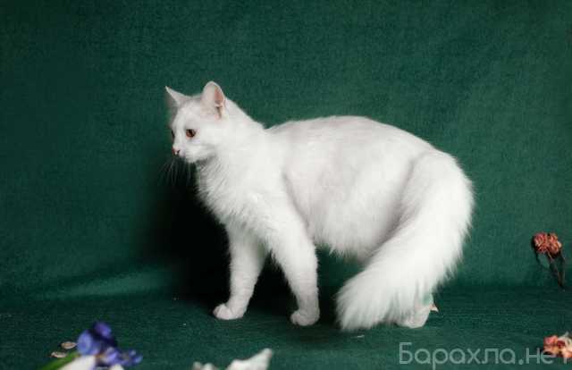 Отдам даром: Молодая ангорская кошка Мира в дар
