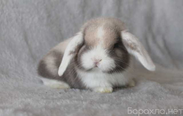 Продам: Продажа карликовых крольчат (MiniLop)