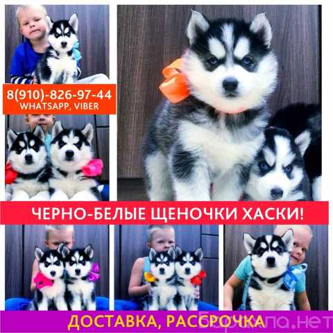 Продам: Сибирские хаски - очаровательные щенки
