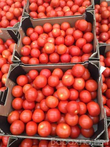 Продам: томаты разных сортов