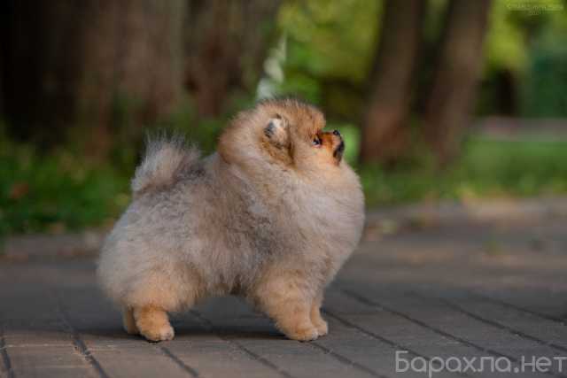 Продам: Шпиц померанский - красивый щенок