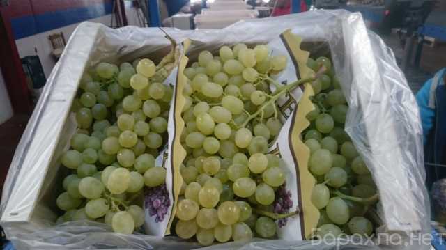 Продам: виноград