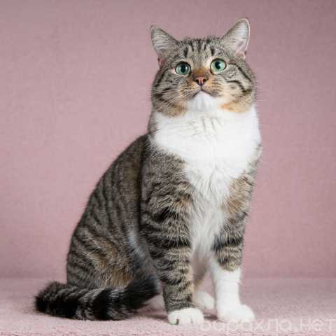 Отдам даром: Метис британской породы кот Бриз