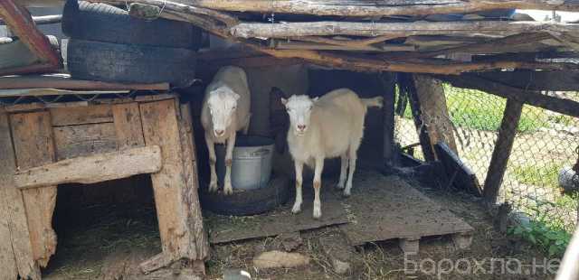 Продам: Козы молочные и козлята