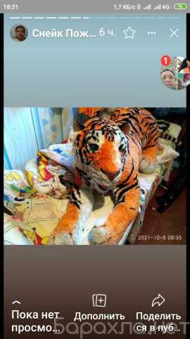 Продам: Тигр лижит на животе с открытой пастью