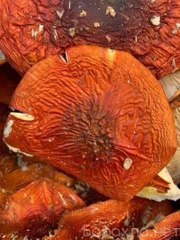 Продам: Сушенные Шляпки Красного Мухомора(Алтай)