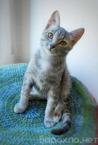 Отдам даром: Котенок Кокос - серебристое чудо в дар
