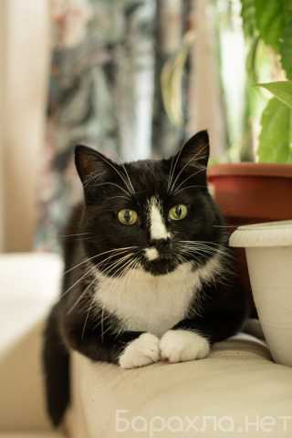 Отдам даром: Плюшевый котик Маркиз ищет дом