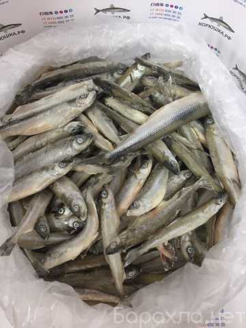 Продам: Продажа рыбы в СПб - корюшка