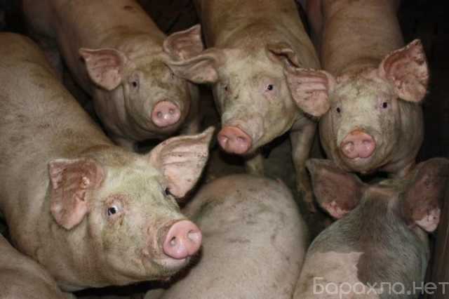 Продам: Свиньи живым весом