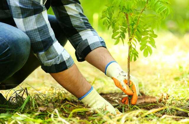Вакансия: Рабочий на посадку растений