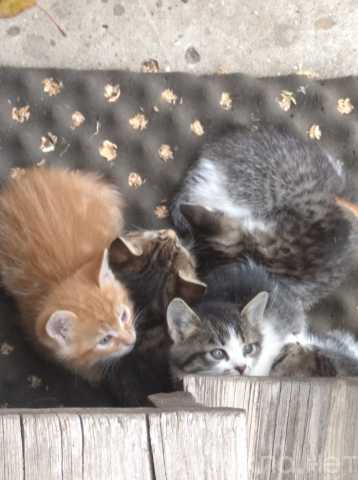 4GpqD отдам в хорошие руки котенка ростов на дону