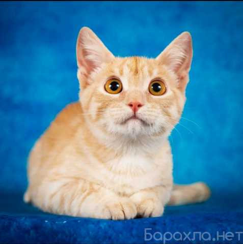 Отдам даром: котенок рыжее солнышко
