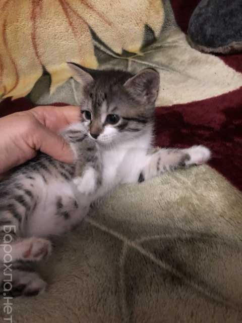 отдам в хорошие руки котенка в краснодаре. Смотреть фото отдам в хорошие руки котенка в краснодаре. Смотреть картинку отдам в хорошие руки котенка в краснодаре. Картинка про отдам в хорошие руки котенка в краснодаре. Фото отдам в хорошие руки котенка в краснодаре