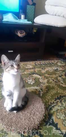 oEguG отдам в хорошие руки котенка ростов на дону