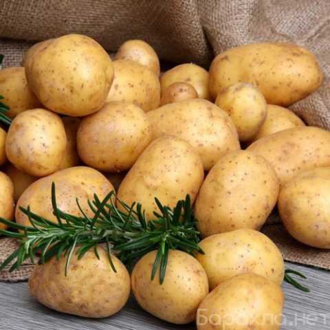 Продам: Картофель от производителя оптом