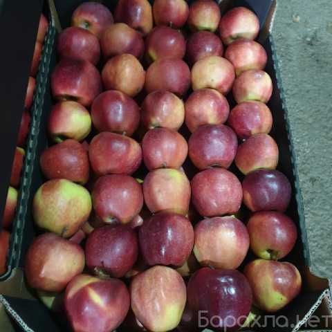 Продам: Яблоки напрямую от производителя с Красн