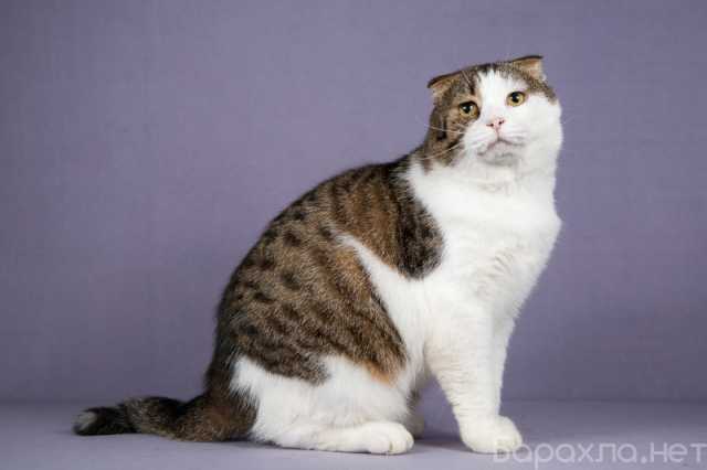 Отдам даром: Очень ласковый и ручной шотландский кот