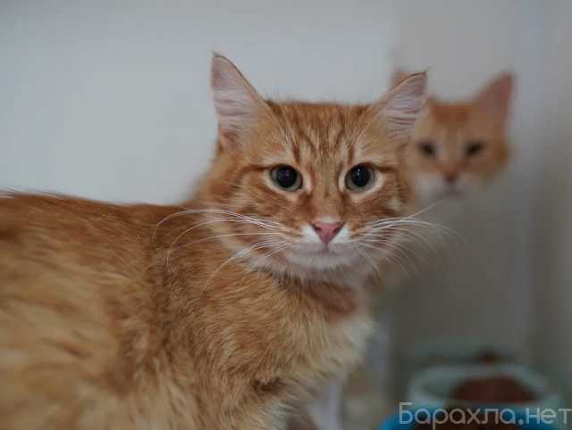 Отдам даром: Рыжий красавец котик Оскар ищет семью!