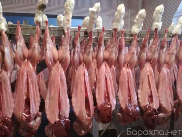 Продам: Мясо кролика охлажденное