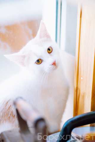 Отдам даром: Бело-рыжий котик Персик в дар