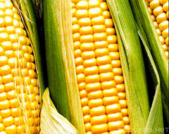 Продам: Семена гибридов кукурузы Лимагрен купить