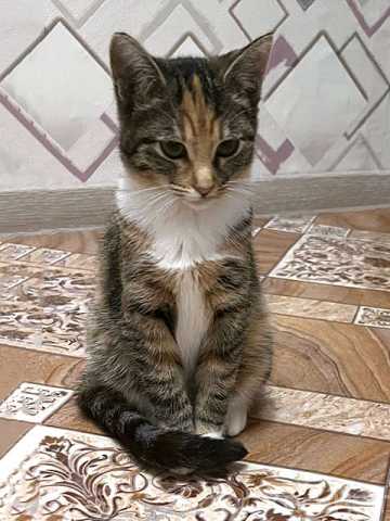 Отдам даром: милейший котенок Лапушка (Подробнее: htt
