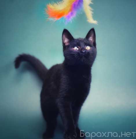 Отдам даром: Чудный черный котенок-хулигашка в дар!