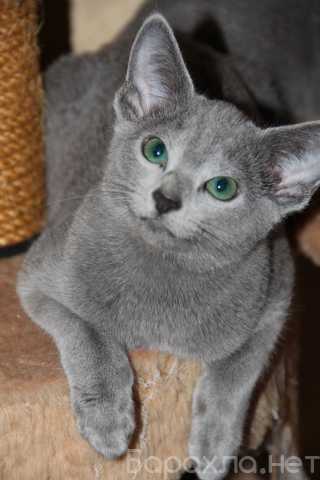 Продам: Русский голубой котенок с родословной
