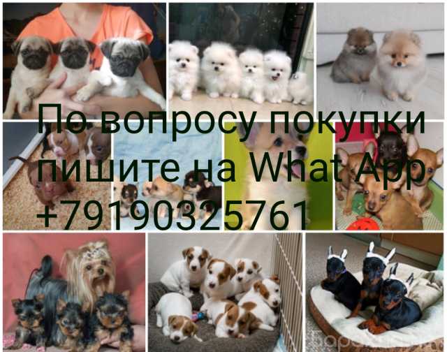 Чем живет коркино объявления. Смотреть фото Чем живет коркино объявления. Смотреть картинку Чем живет коркино объявления. Картинка про Чем живет коркино объявления. Фото Чем живет коркино объявления