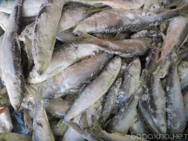 Продам: Свежемороженая рыба Килька ,Тюлька, Сала