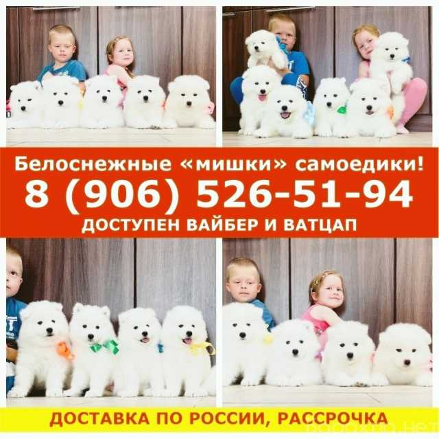 Продам: лучшие щеночки самоедики ))