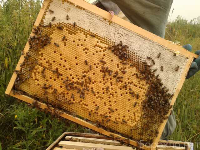 Продам: пчелосемьи, отводки, пчеломатки