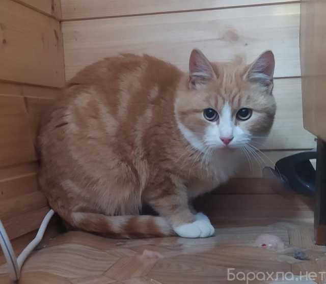 Отдам даром: Рыжий котик Фунтик ищет дом
