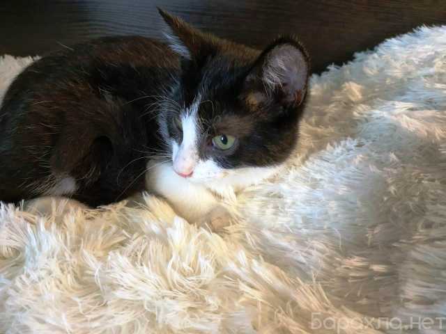 Продам: Черно-белый котенок 6мес в поисках дома