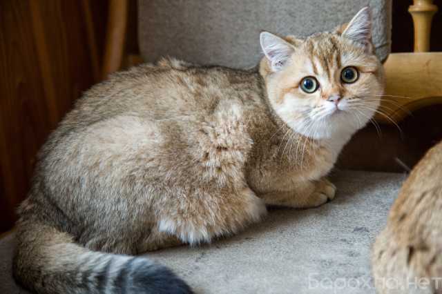 Коты на авто в новочеркасске. Смотреть фото Коты на авто в новочеркасске. Смотреть картинку Коты на авто в новочеркасске. Картинка про Коты на авто в новочеркасске. Фото Коты на авто в новочеркасске