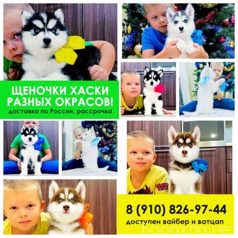 Продам: Сибирские хаски щенята в продаже ))