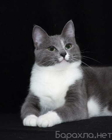 Отдам даром: Очаровательная кошка Мошка в поиске дома