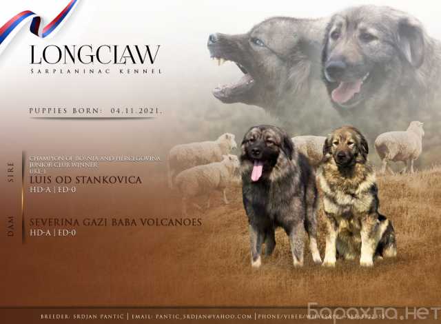 Продам: Югославская овчарка - Sharplaninec щенки