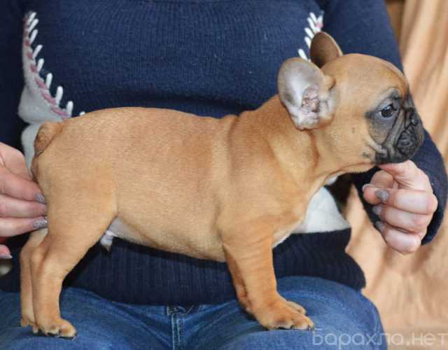 Продам: Подрощенные щенки французских бульдогов
