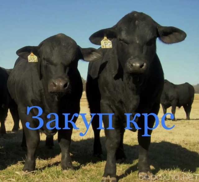 Продам: Скупка крс коров Быков телок