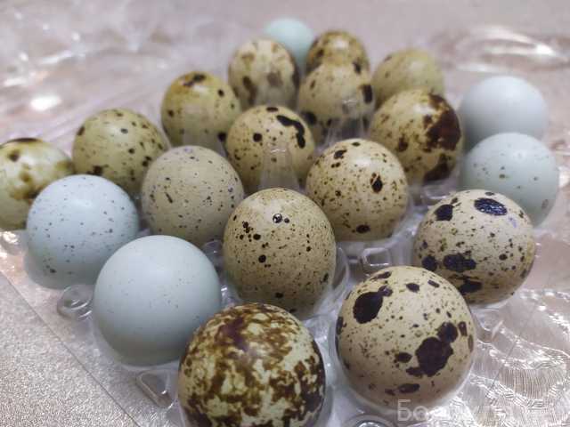 Продам: домашние перепелиные яйца